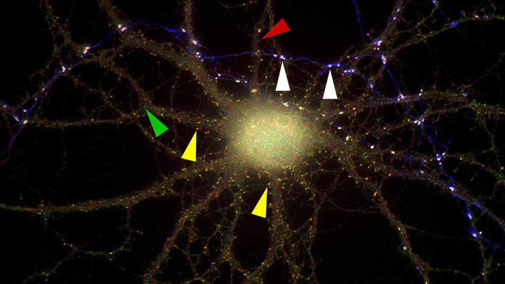 The innervation of a pyramidal neuron by the axon of a GAD-containing interneuron organizes GABAA receptors into large postsynaptic aggregates.